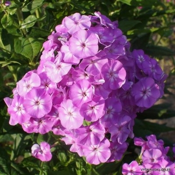 Phlox paniculata 'Goliath' 