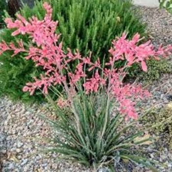 Hesperaloe campanulata 'MSWNNuevo Leon' PP32069