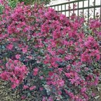 Loropetalum chinense var. rubrum 'Chang's Ruby' 