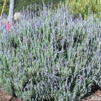 Lavandula dentata var. candicans