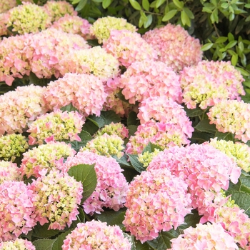 Hydrangea macrophylla 'MonPKSP' 