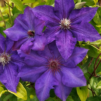 Clematis 'Royal Cascade™' 