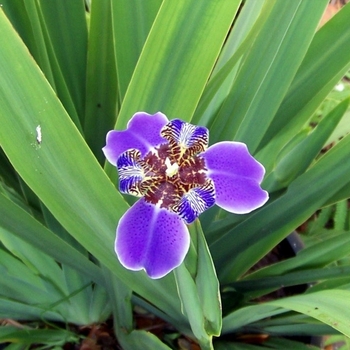 Iris neomarica caerulea 'Regina' 
