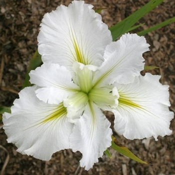 Iris 'Ann Chowning' 