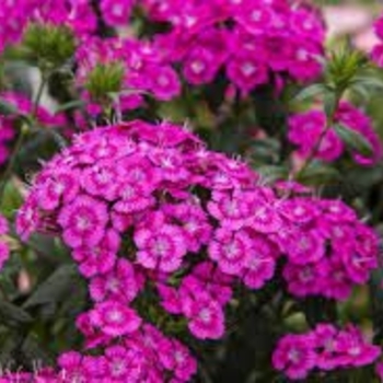 Dianthus chinensis