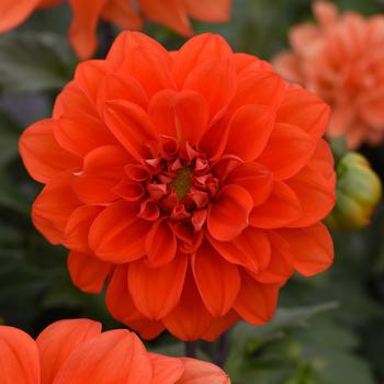 Dahlia Figaro™ Orange Shades