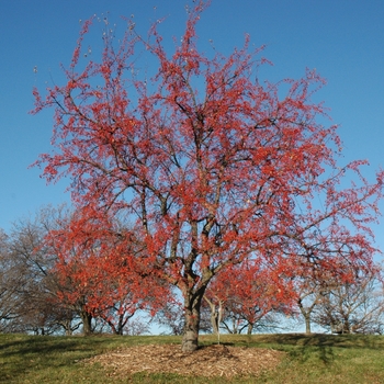 Malus 'Red Splendor' 