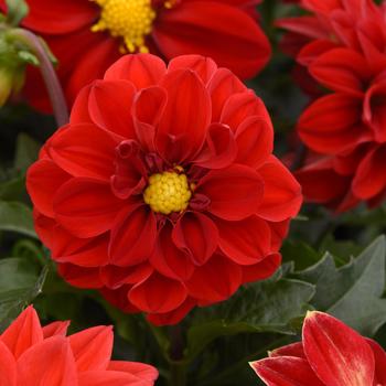 Dahlia Figaro™ Red Shades