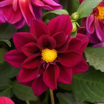 Dahlia Figaro™ Violet Shades