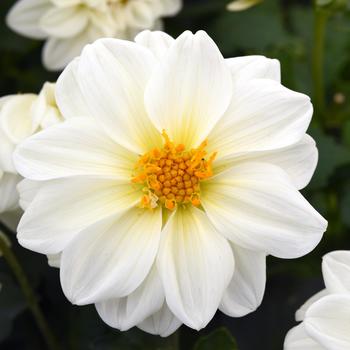 Dahlia Figaro™ White