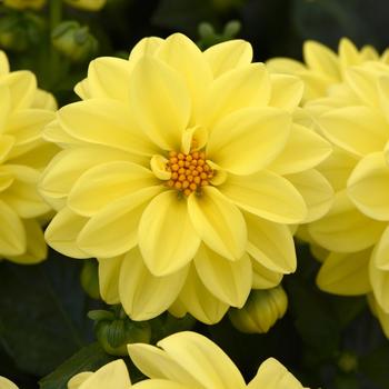 Dahlia Figaro™ Yellow Shades