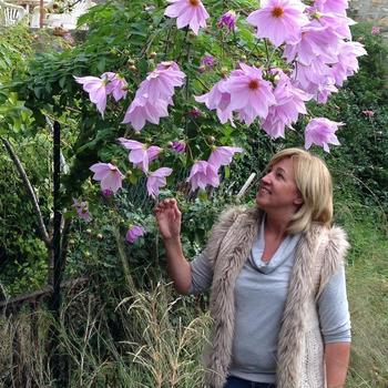 Dahlia 'Imperialis' 