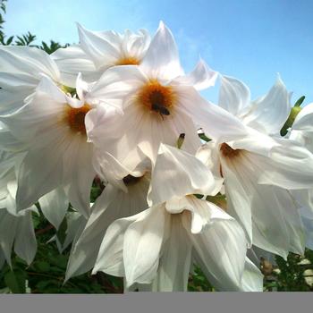 Dahlia 'Imperialis White'