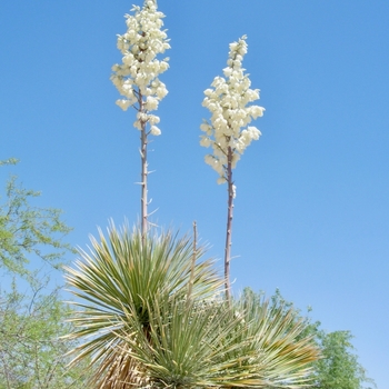 Yucca elata