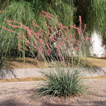 Hesperaloe parviflora 'Perpa' 