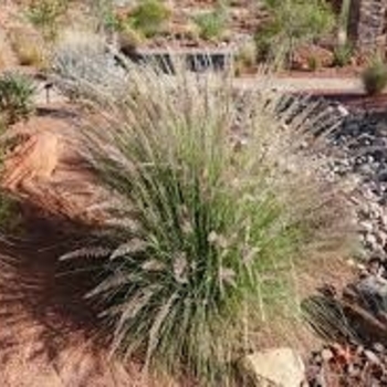 Muhlenbergia lindheimeri 'Autumn Glow' 