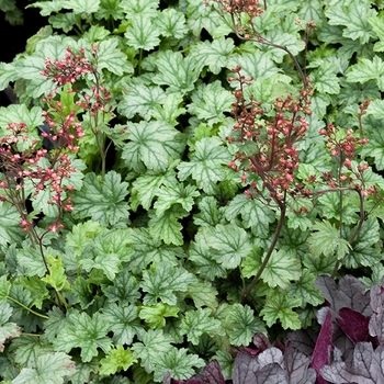 Heuchera 'Canyon Belle' 