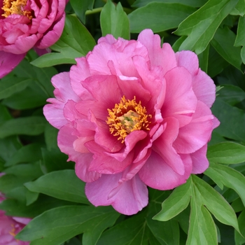 Paeonia 'Keiko™ (Adored)' 