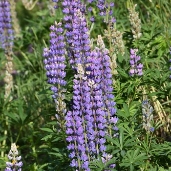 Lupinus perennis