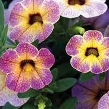 Calibrachoa 'Blackberry Pie' 