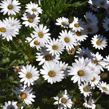 Osteospermum 'Avalanche' PP22705