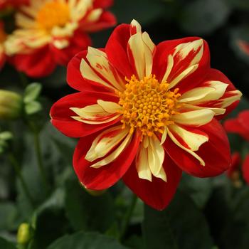 Dahlia Starsister® Scarlet Yellow