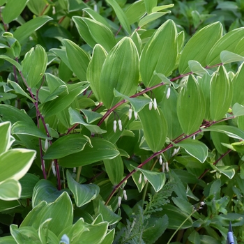 Polygonatum falcatum