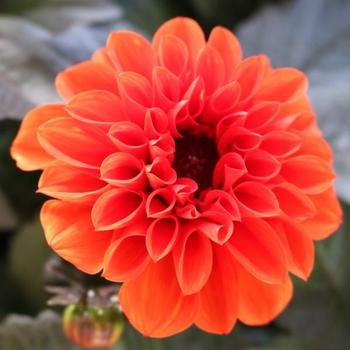 Dahlia 'Temptation Orange'