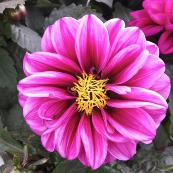 Dahlia 'Temptation Purple' 