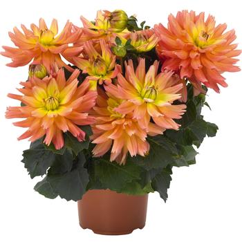 Dahlia 'XXL Sunset' 