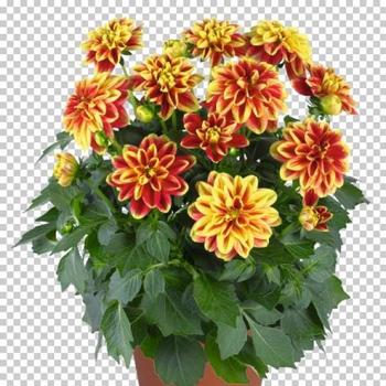 Dahlia Dahlinova® 'California'