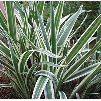 Dianella caerulea 'Variegata' 