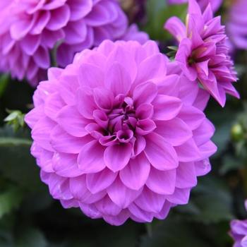 Dahlia Hypnotica® Lavender