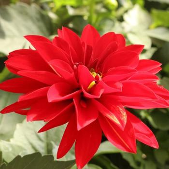 Dahlia Hypnotica® Red