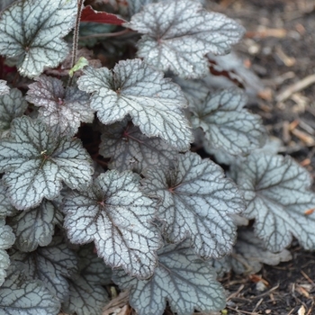 Heuchera villosa 'Color Dream' 