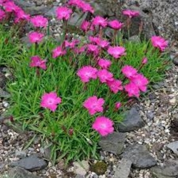 Dianthus chinensis 'Velvet 'n Lace' 