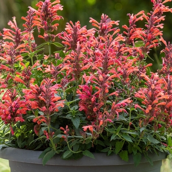 Agastache 'Red' 