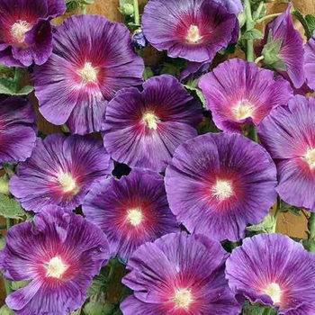 Alcea rosea 'Purple Rain' 