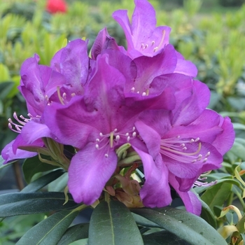 Rhododendron 'Purple Splendor' 