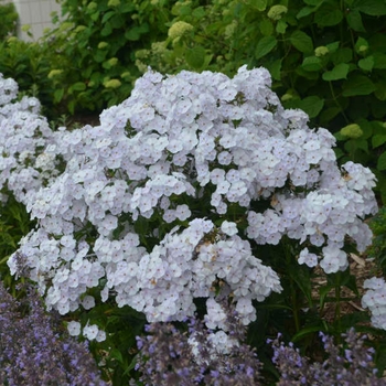 Phlox paniculata 'Fashionably Early Flamingo' 