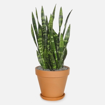 Sansevieria trifasciata 'Black Coral' 