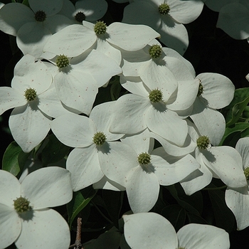 Cornus florida 'Appalachian Mist' PP13098