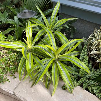 Dracaena deremensis 'Lemon Surprise' 