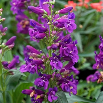 Penstemon barbatus 'Pristine Primrose' 