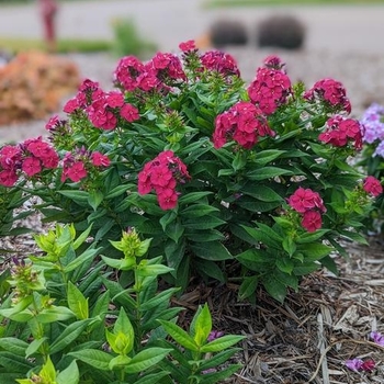 Phlox paniculata 'Verschercru' 