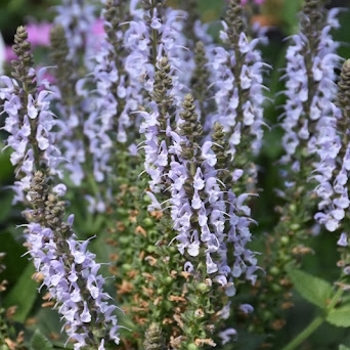 Salvia nemorosa 'Bumblesky' 