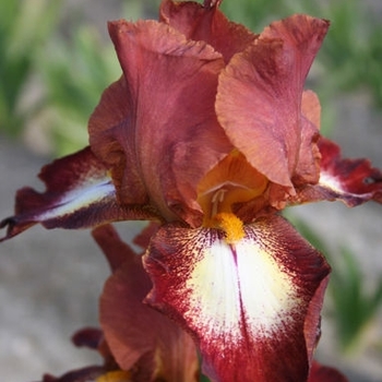 Iris germanica 'Rimfire' 