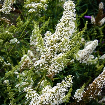 Buddleia davidii 'Nanho White' 