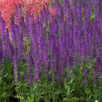 Salvia nemorosa 'Wesuwe' 