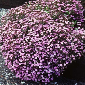 Saponaria 'Multiple Varieties' 